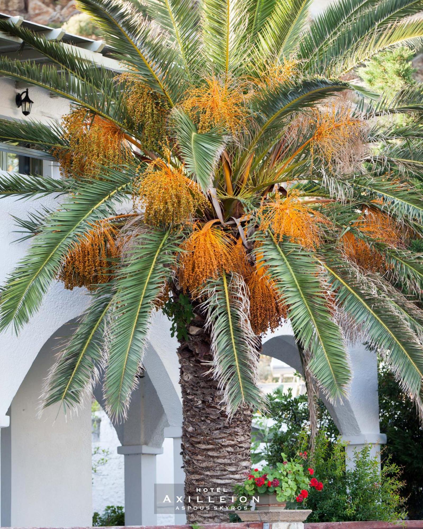 Achilleion Hotel Skyros Esterno foto